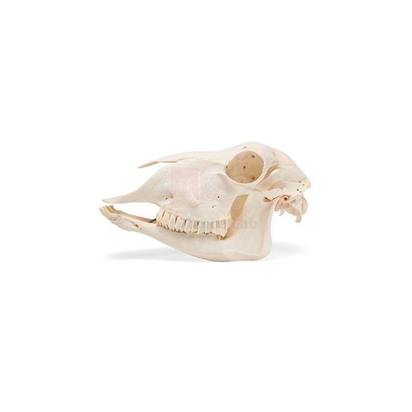Sheep Skull, Plastic